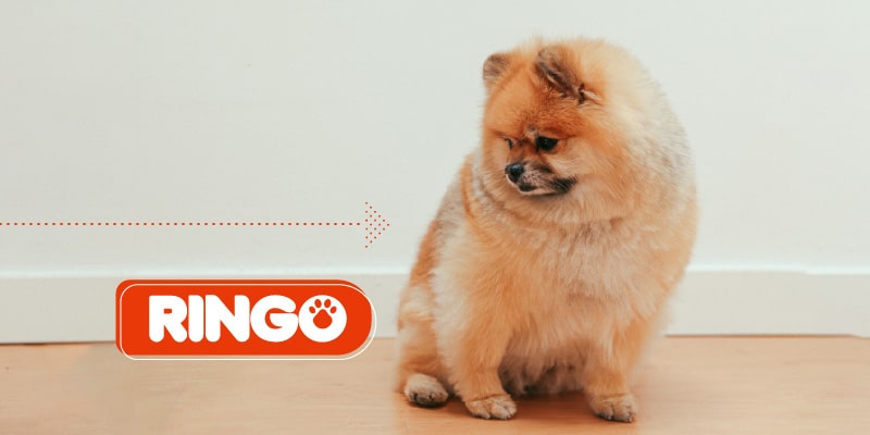 Consejos para prevenir la obesidad en los ringo