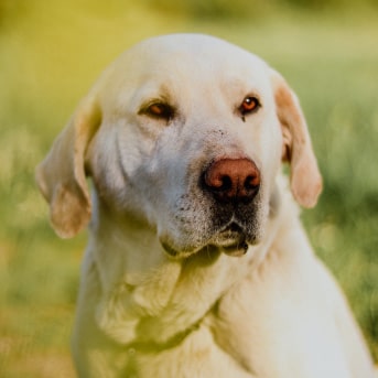 Perro con obesidad y mirada triste