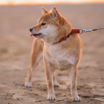 Perro con sobrepeso paseando