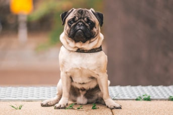 Perro de frente con notable obesidad