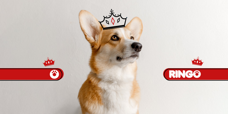 Antes de ser parte dela realeza, los Corgi eran usados como perros de trabajo. Conoce sus características