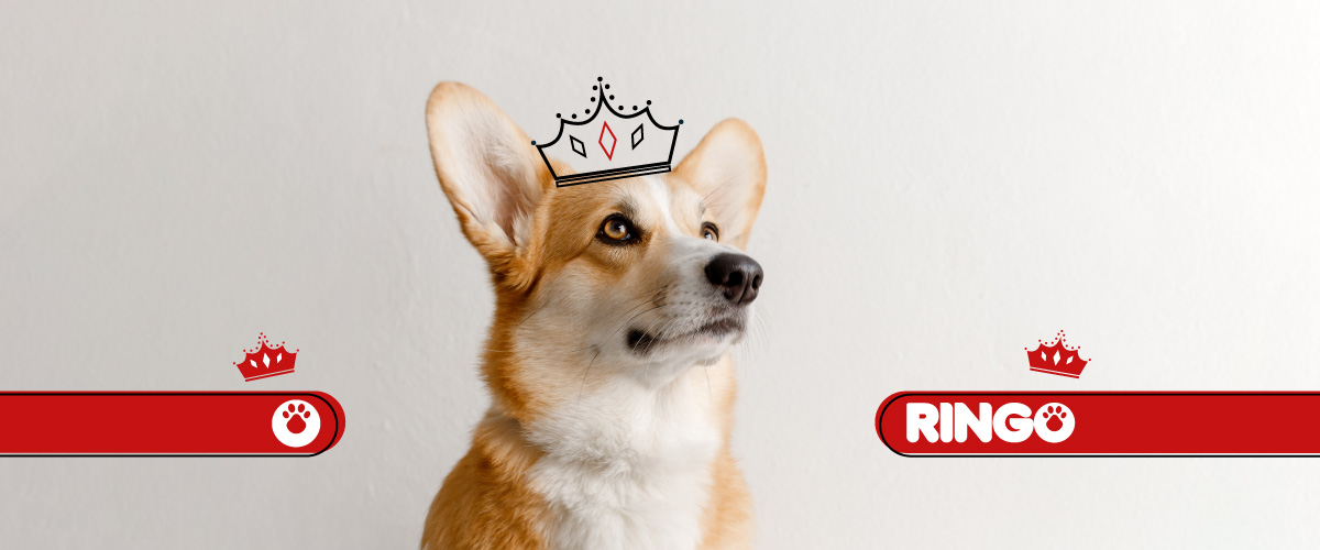 Antes de ser parte dela realeza, los Corgi eran usados como perros de trabajo. Conoce sus características