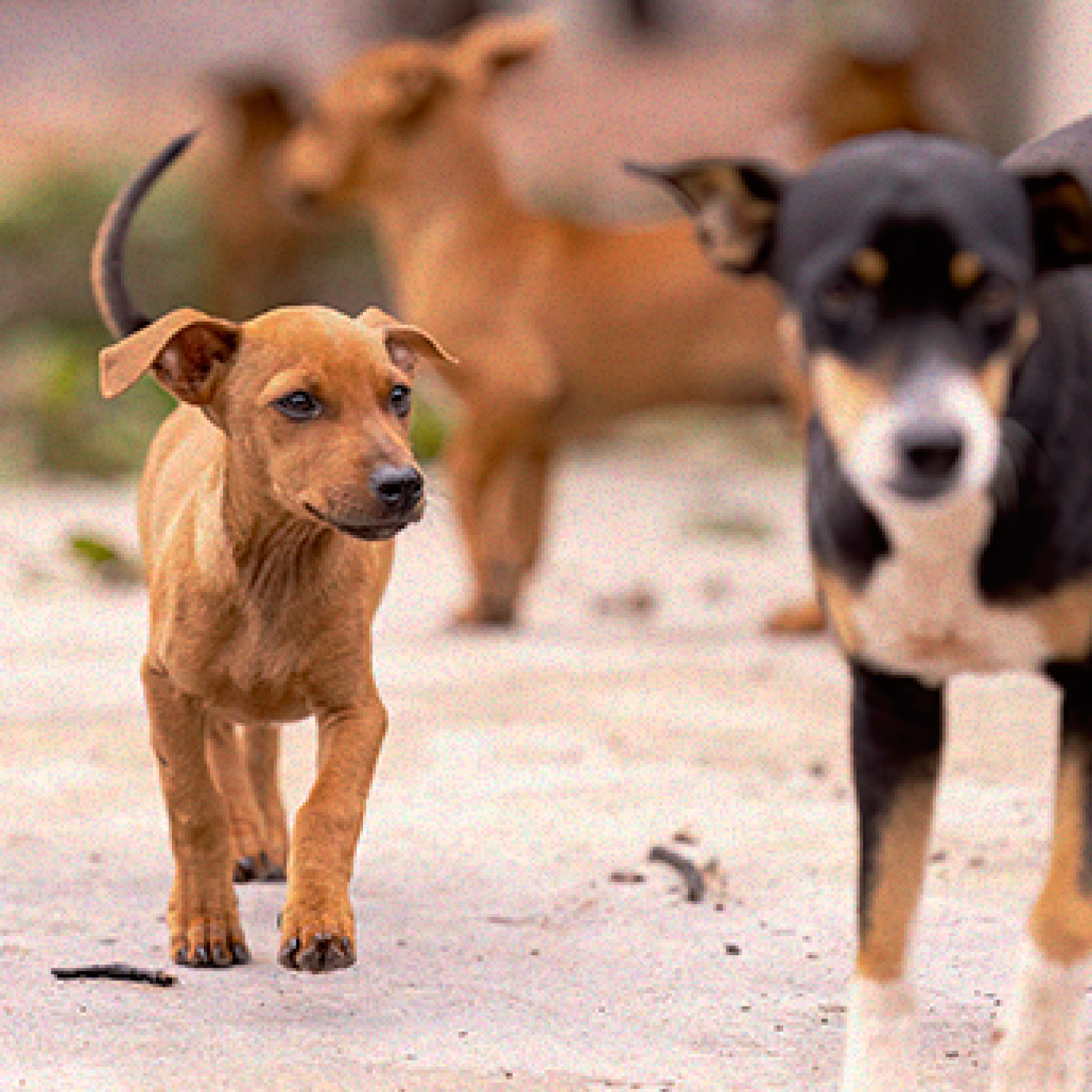 se-puede-tener-dos-perros-hembras.jpg