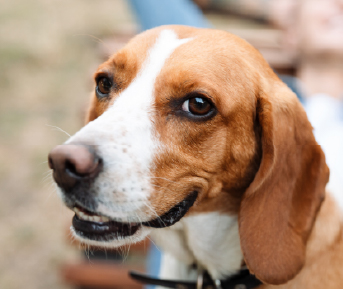 cambio del alimento para perros