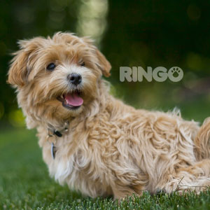 Conoce como cuidar a tu peludo en temporada de invierno y en climas cálidos. Descubre qué es lo mejor para tu ringo.