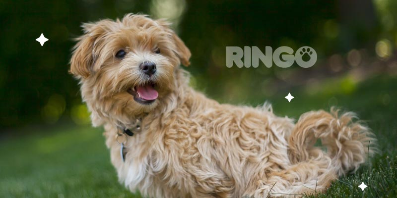 Conoce como cuidar a tu peludo en temporada de invierno y en climas cálidos. Descubre qué es lo mejor para tu ringo.