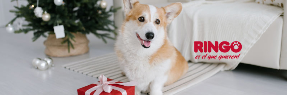 Cuidados de un perro en navidad