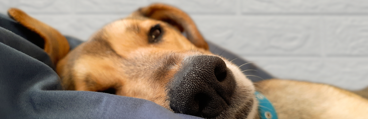 esterilizacion perros machos procedimiento