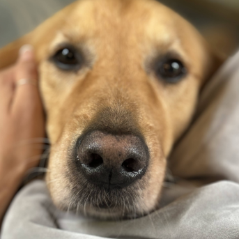 esterilizacion-perros-hembras-postoperatorio.png