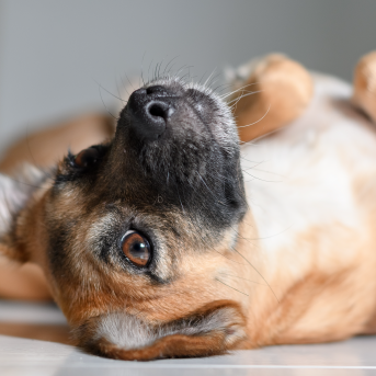 recuperacion-operacion-esterilizacion-perros.png