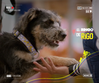El ringo de Rigo. Conoce aquí su historia