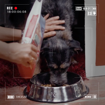 comida ringo para perros.jpg