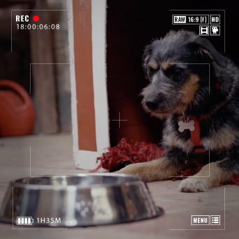 ringo comida para perros.jpg