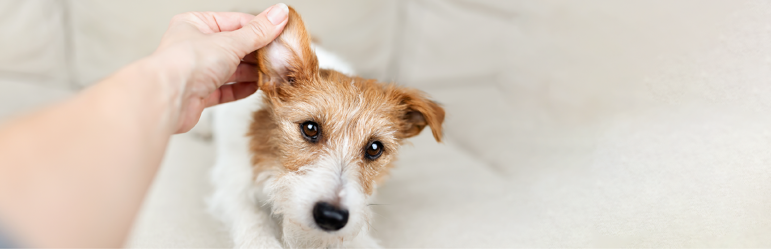 síntomas de ácaros del oído en perros