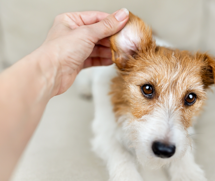 Enfermedades del oído en perros: más allá de la otitis