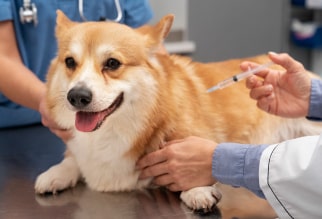 Esquema de vacunación para perros