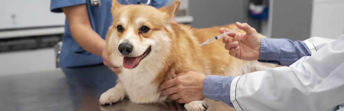 vacunas para perros