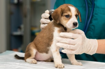 carnet vacunas perros.jpg