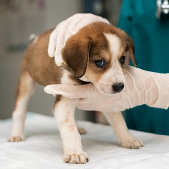 esquema de vacunas para perros.jpg
