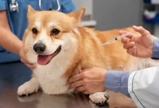Conoce el esquema de vacunación para perros
