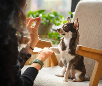 como hacer que un perro se porte bien