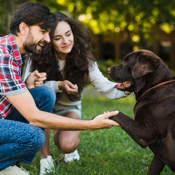 como mejorar el comportamiento de un perro.jpg