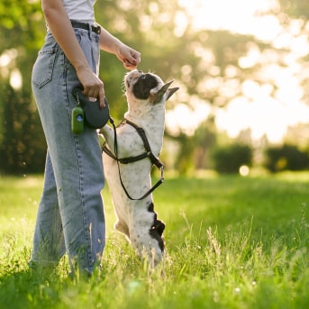 Consejos para que tu perro no se pierda