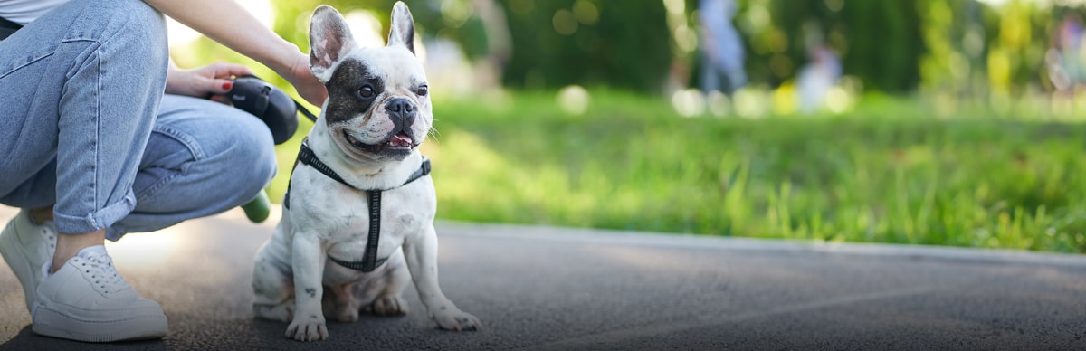 Evita que tu perro se pierda