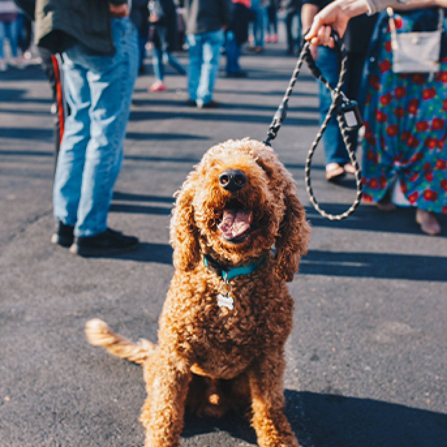 caminata-canina-de-la-feria-de-flores.jpg