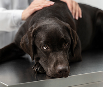 Fiebre en perros: cómo identificarla y tratarla