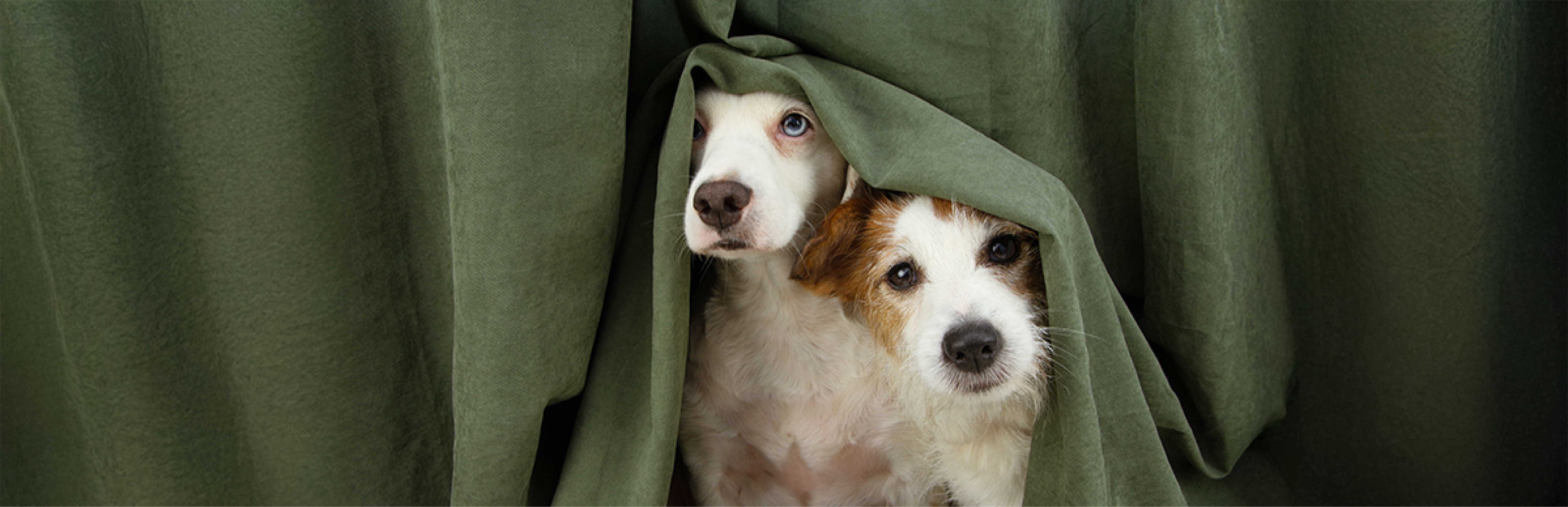 Cómo protejo a mi perro de la pirotecnia