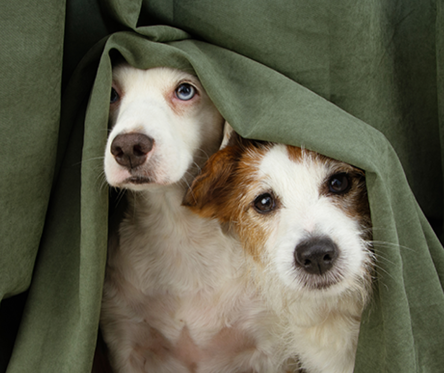 Formas de ayudar a tu perro a no oír pólvora