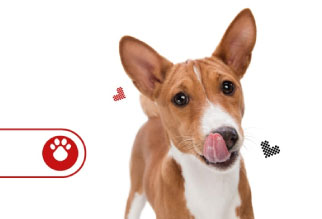 Frutas que pueden comer los perros