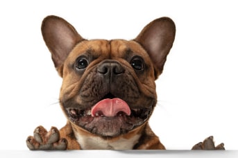 Frutas que pueden comer los perros