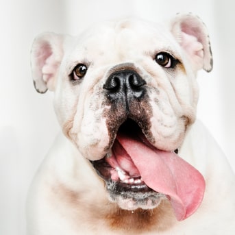 que frutas se le puede dar a un perro