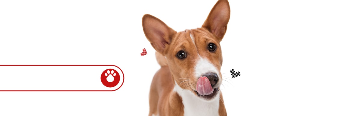 frutas que pueden comer los perros