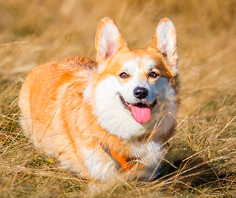 Garrapatas en perros: cómo afectan y cómo tratarlas