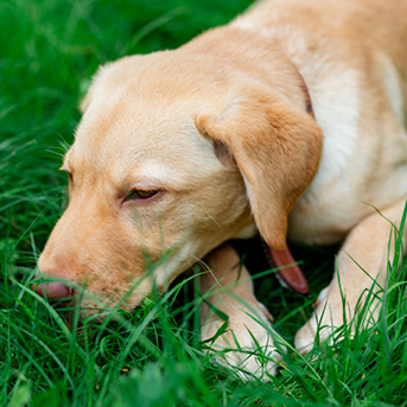 como-saber-si-es-parvo-o-gastroenteritis.jpg
