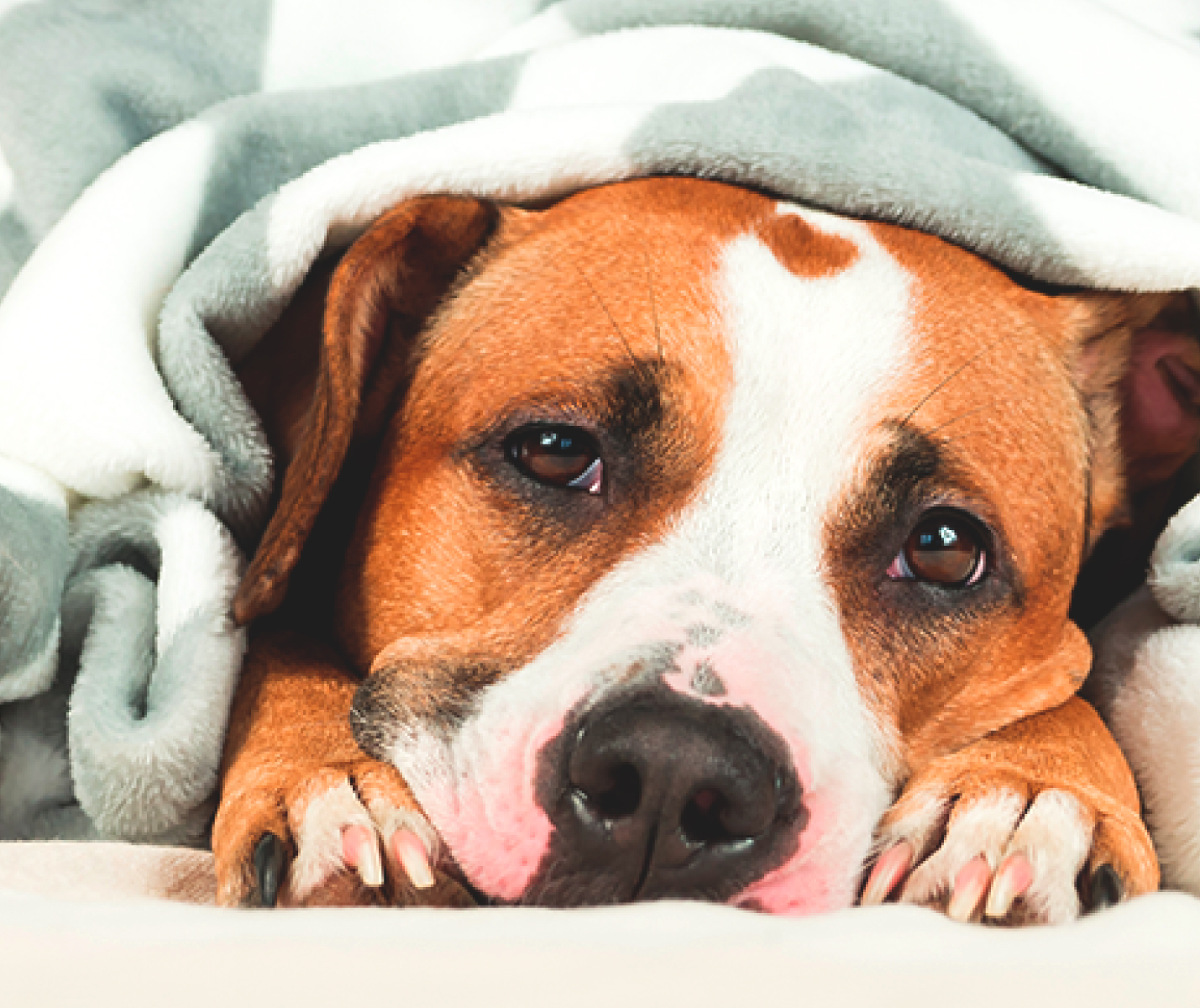 Gastroenteritis en perros: síntomas y cuidados básicos