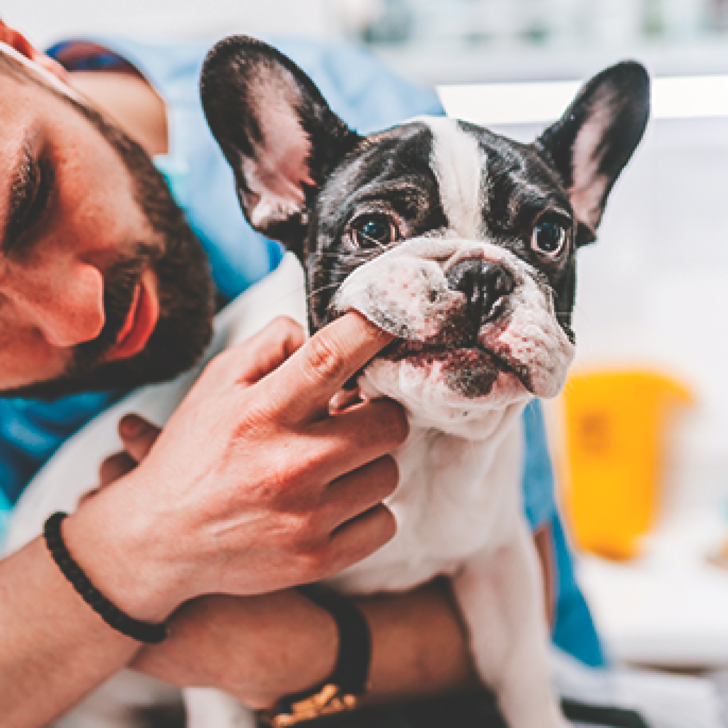 como-se-cura-la-gastroenteritis-en-los-perros.jpg