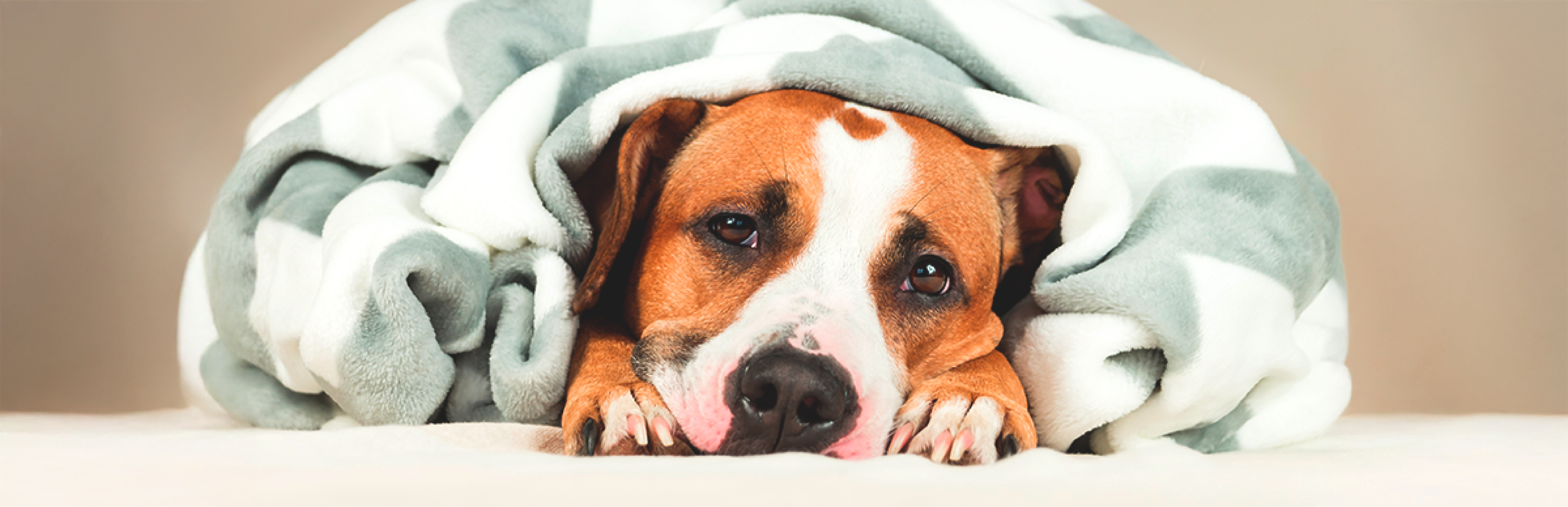 como tratar la gastroenteritis en perros