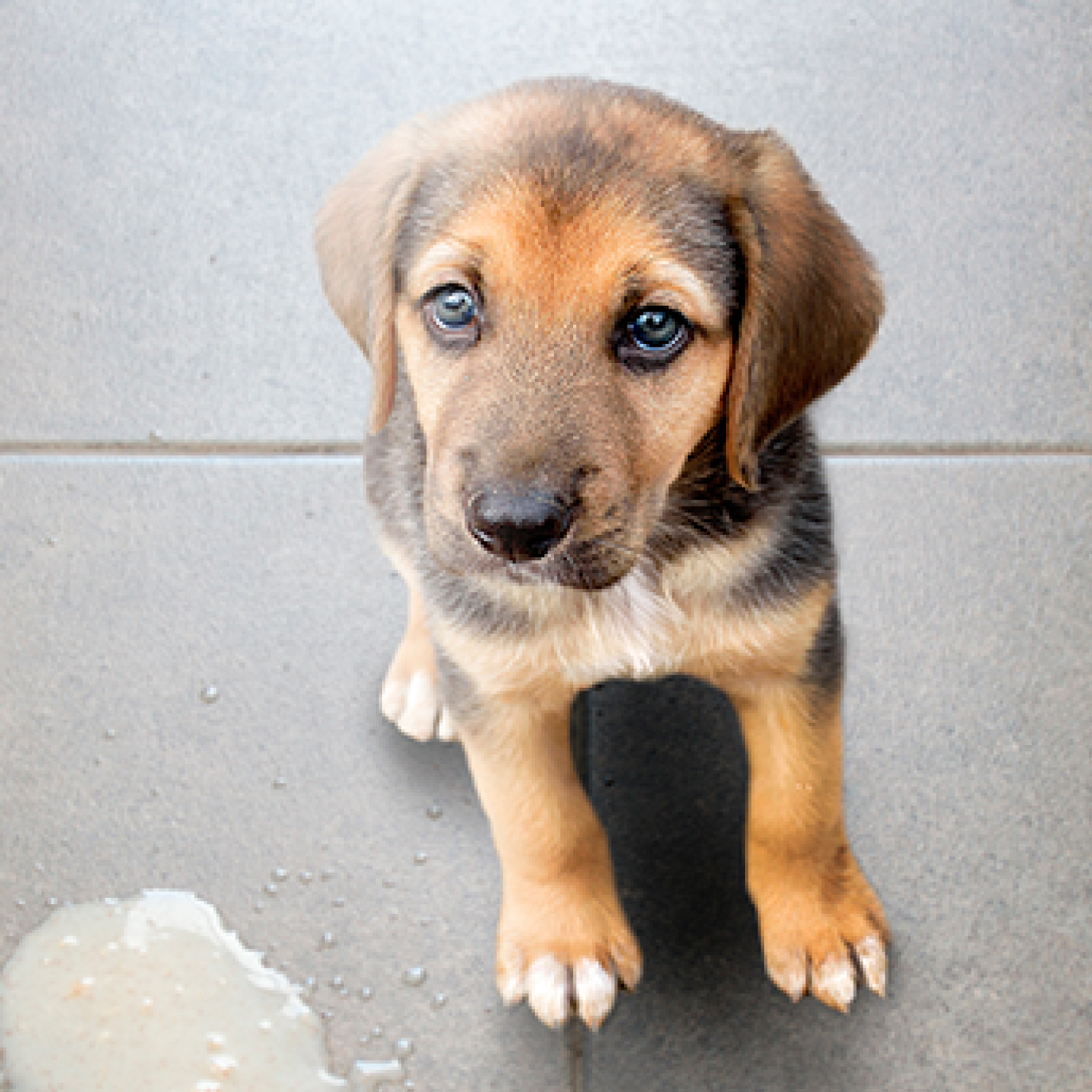 gastroenteritis-en-perros-sintomas-y-remedios.jpg