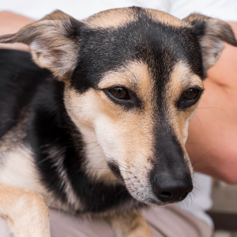 cuidados-y-prevencion-de-giardia-en-perros.jpg