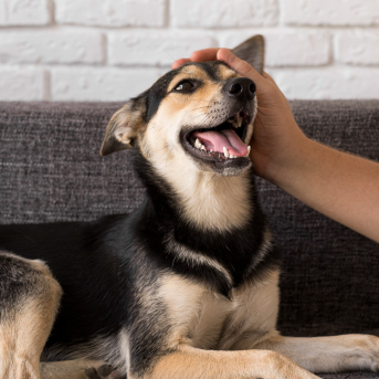 que-hacer-si-mi-perro-tiene-giardia.jpg