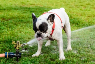 Golpe de calor en perros: síntomas y tratamiento