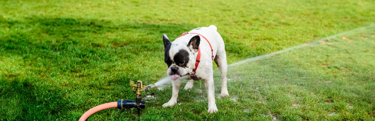 golpe de calor en perros
