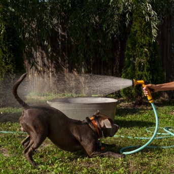 que hacer en un golpe de calor perros.jpg