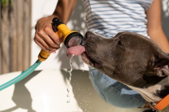 sintomas golpe de calor perros.jpg