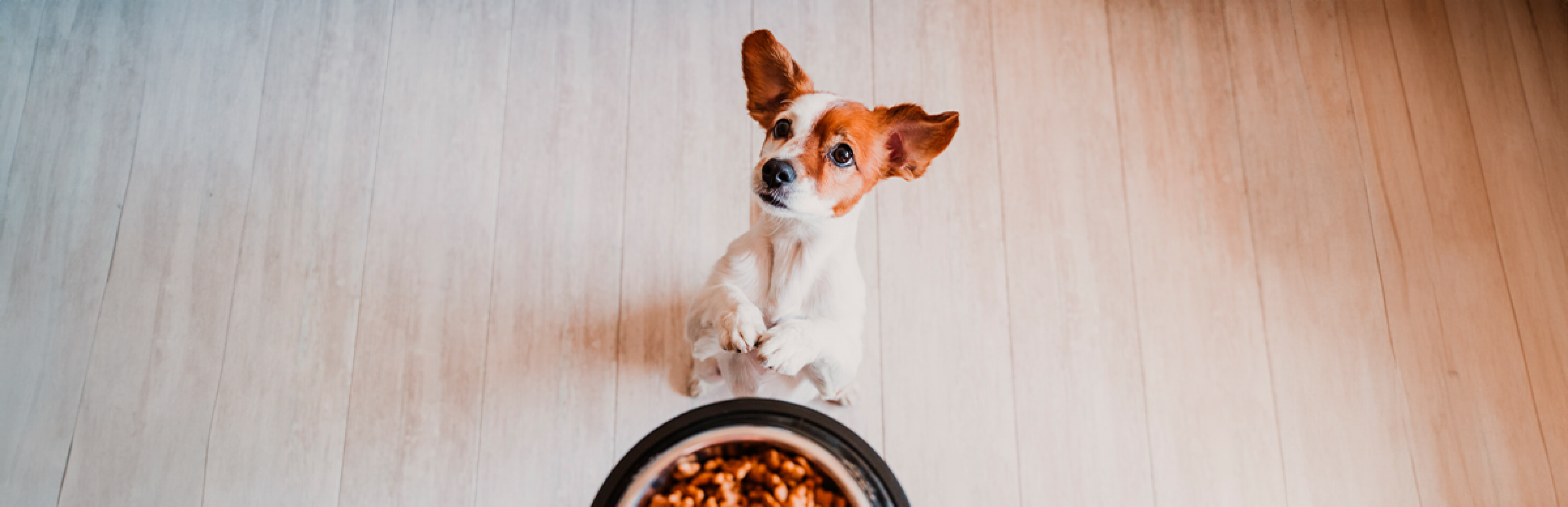 dónde es mejor guardar la comida de perro