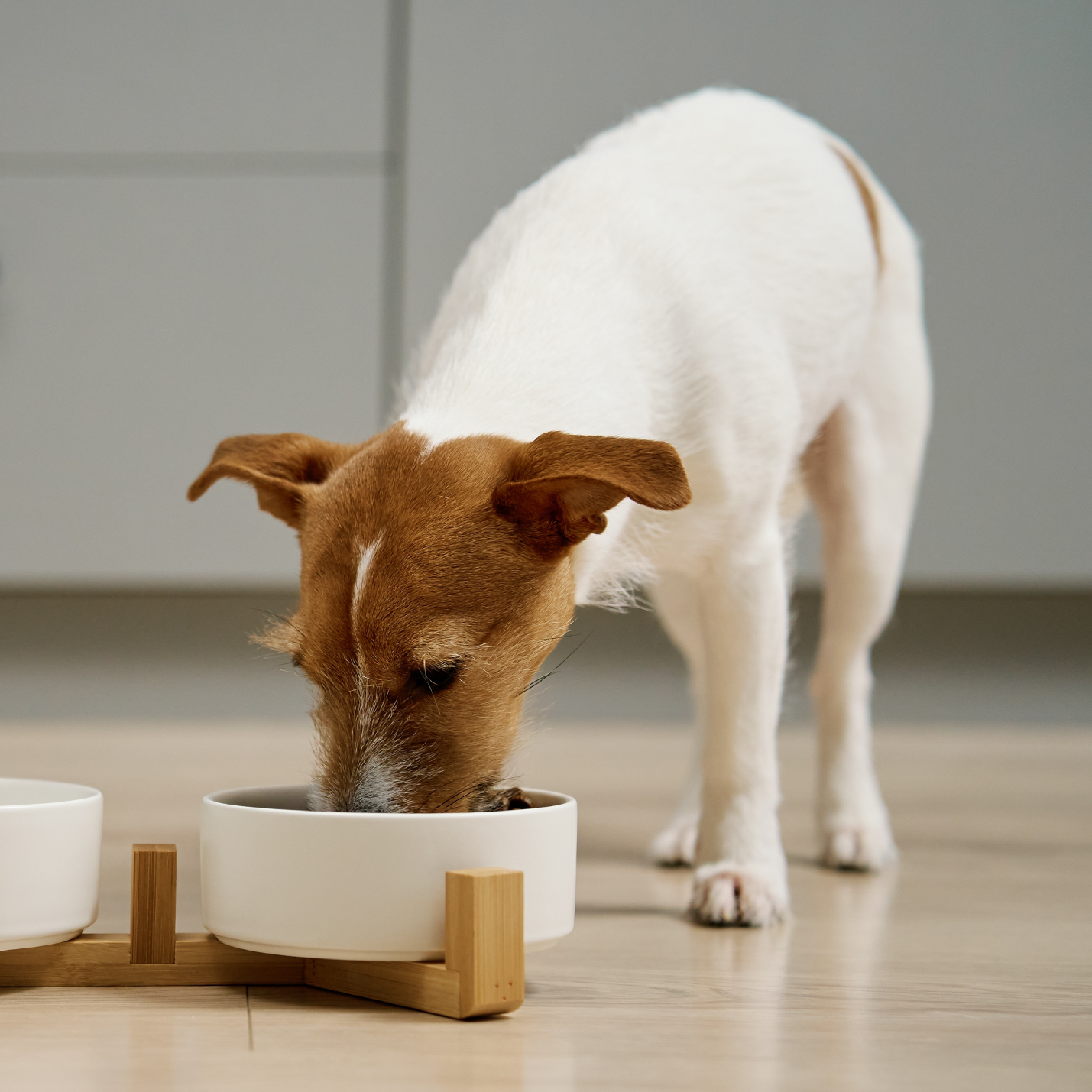 como-conservar-la-comida-de-mi-perro.jpg